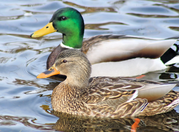 6 months of writing about ducks