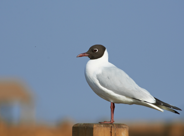 Birdlife Along the River Mersey: A Snapshot