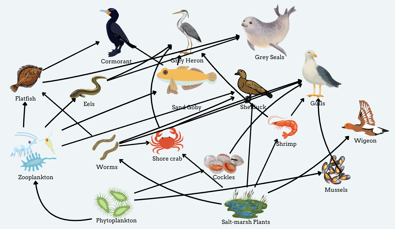 Food Chains and Food Webs on the Mersey: A Close Look at the Shelduck’s Role