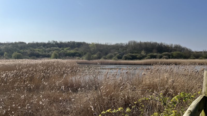 A Morning with Merlin