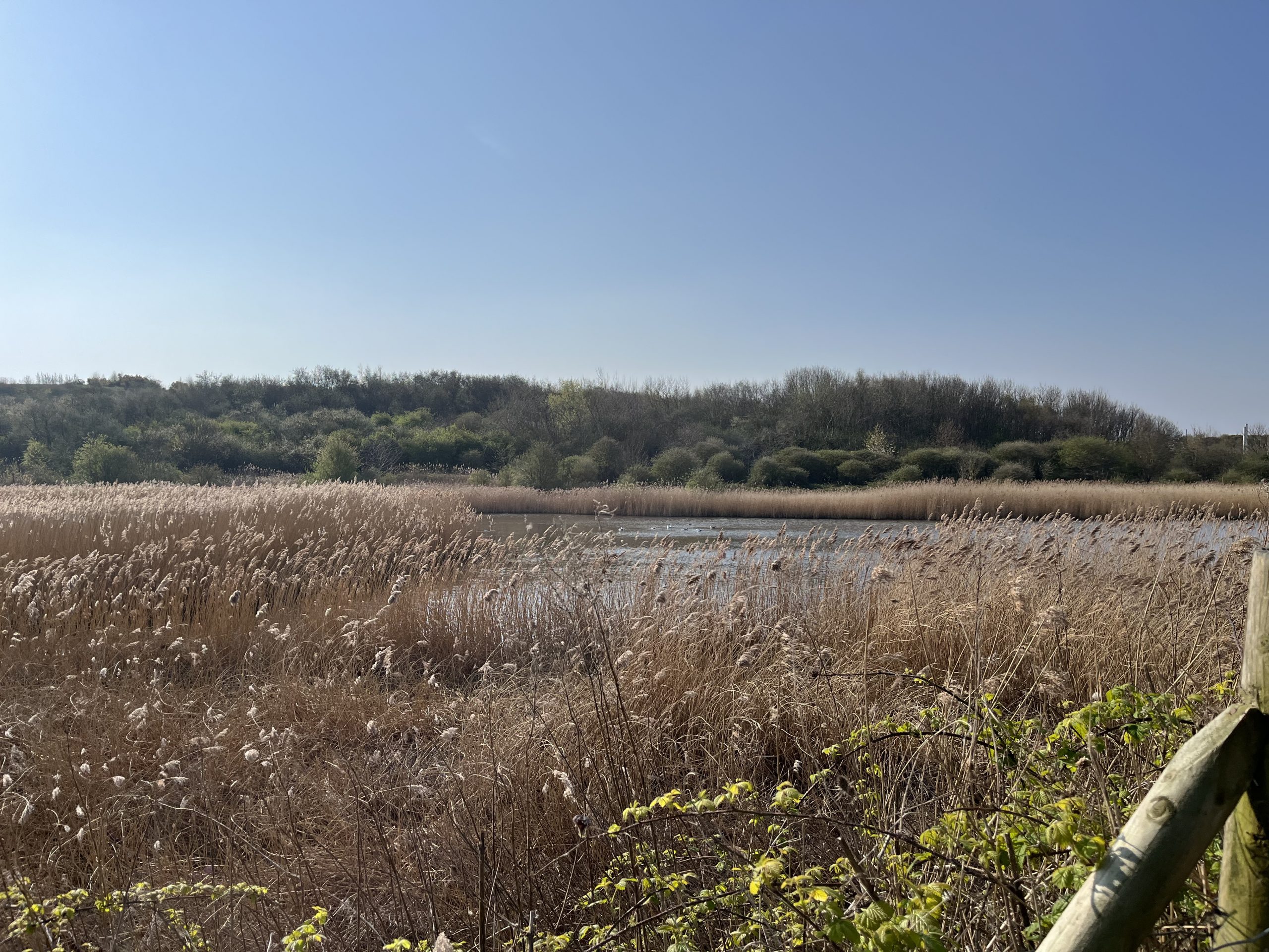 A Morning with Merlin