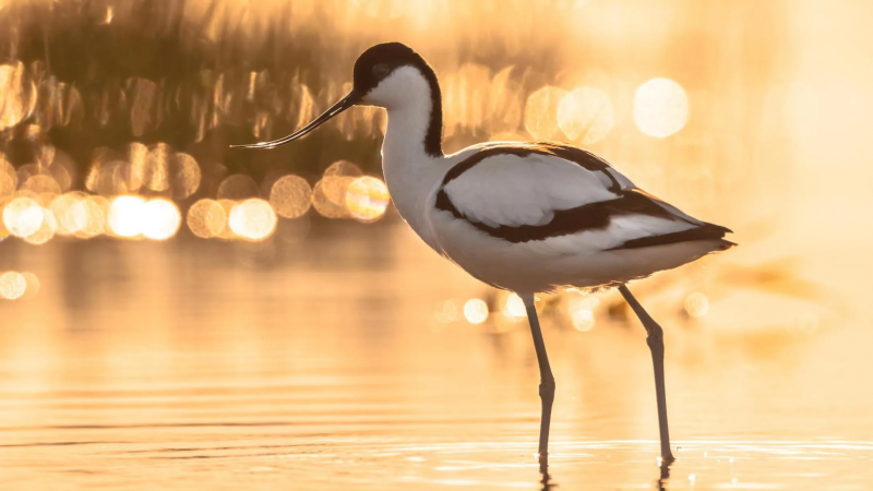 Spotlight on the Avocet: Grace and Resilience in the Estuary