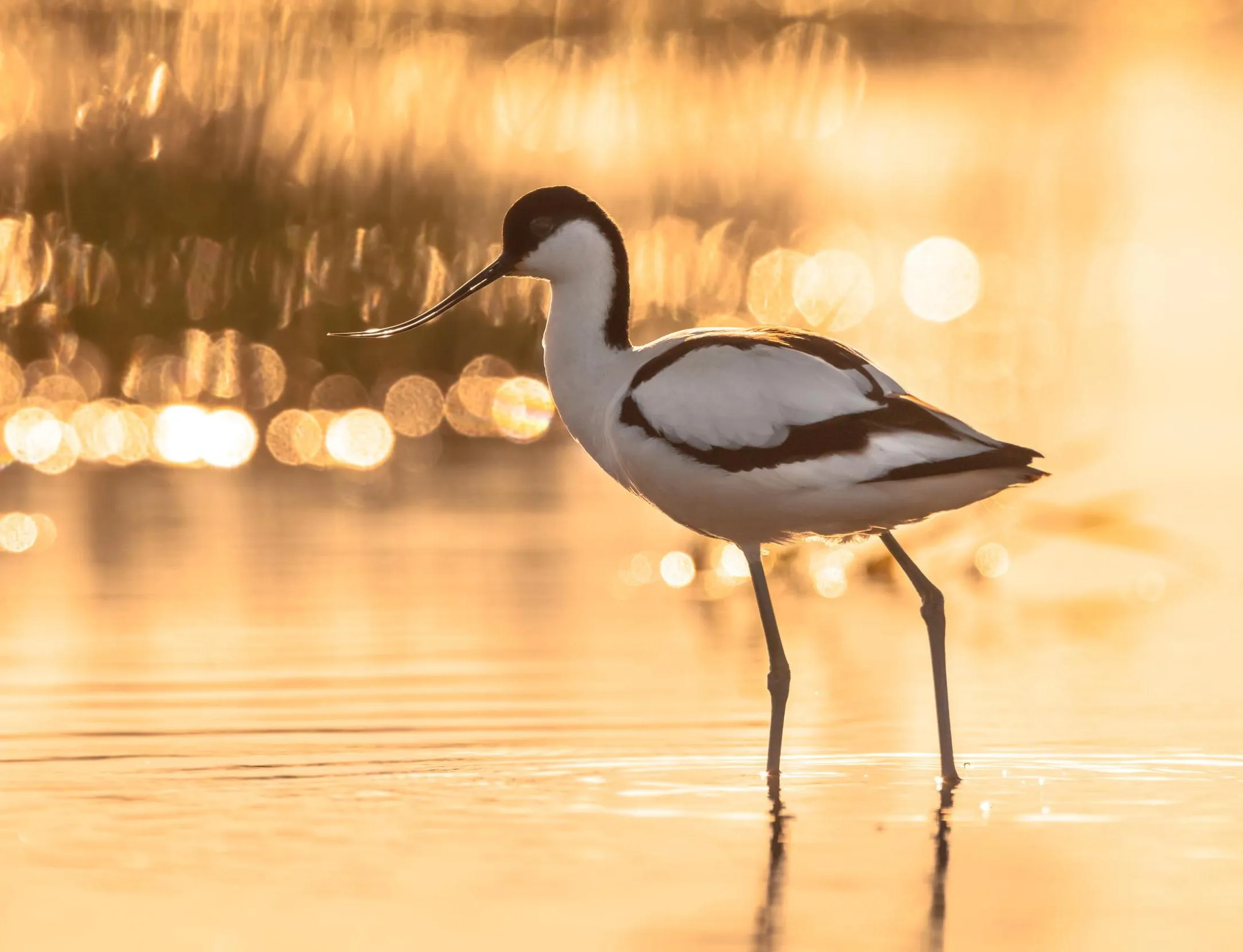 Spotlight on the Avocet: Grace and Resilience in the Estuary