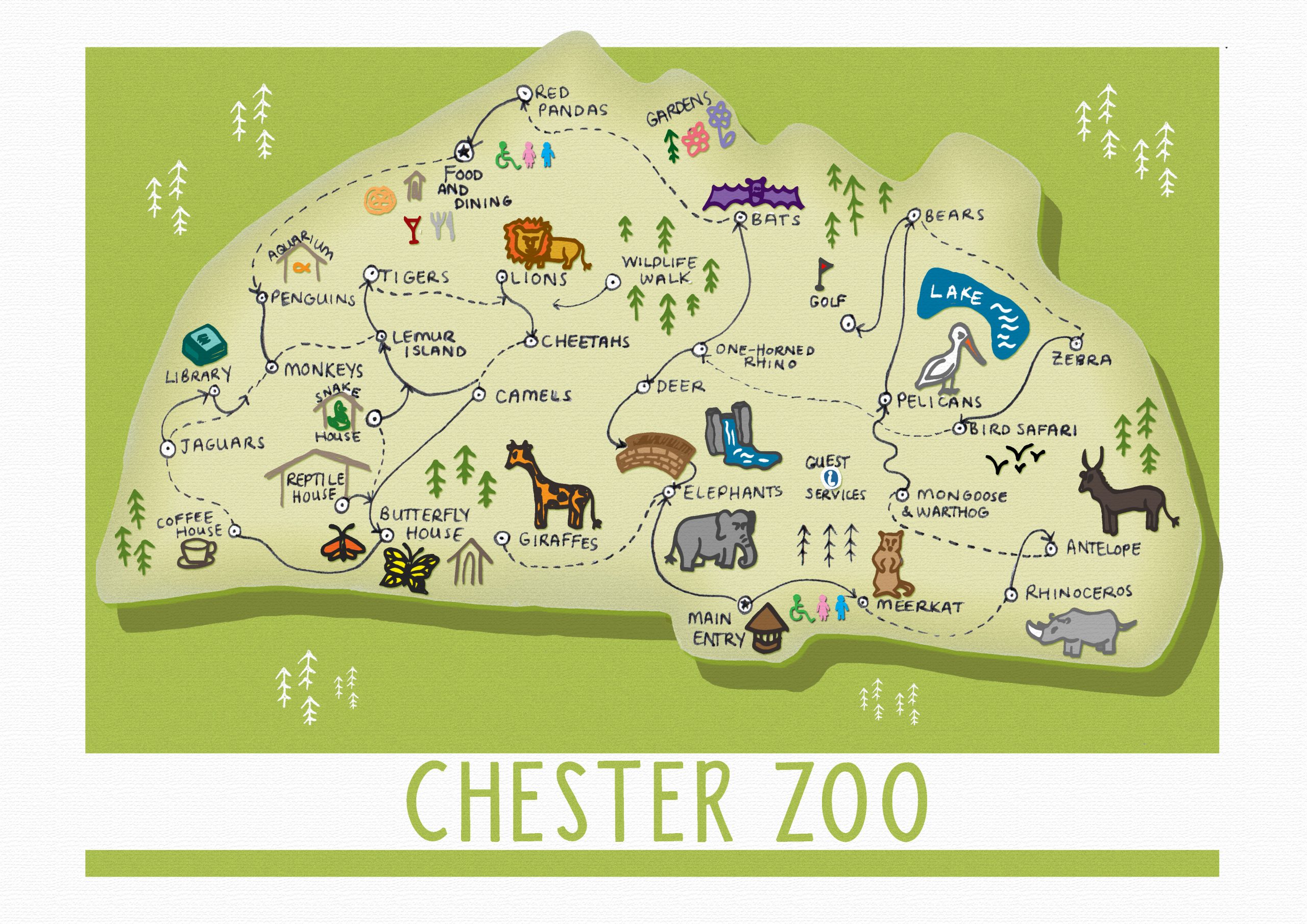 Exotic Ducks at Chester Zoo: A Closer Look at Some Quirky Quackers