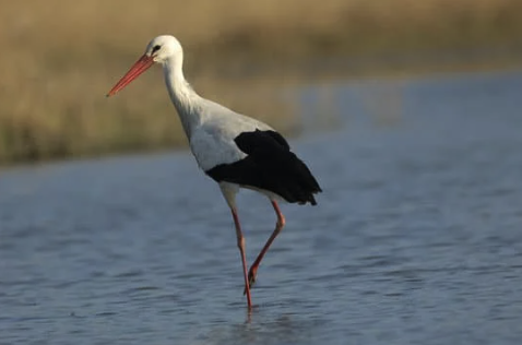 Storks on British Shores: The Big Beak Comeback!