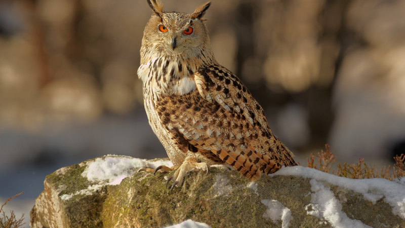 GCSE Results Day: Ducks, Nature, and the Bigger Picture