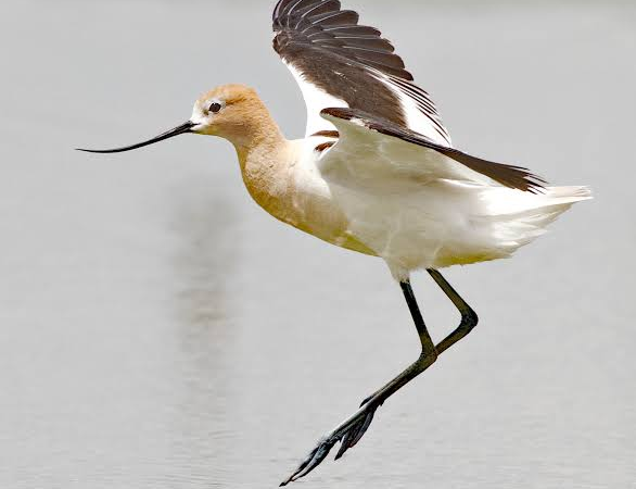 Golden State Bird Bingo