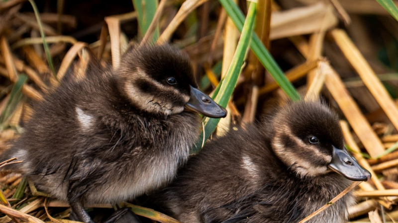 Fluffy Firsts: Endangered Maccoa Ducklings Hatch at Chester Zoo!