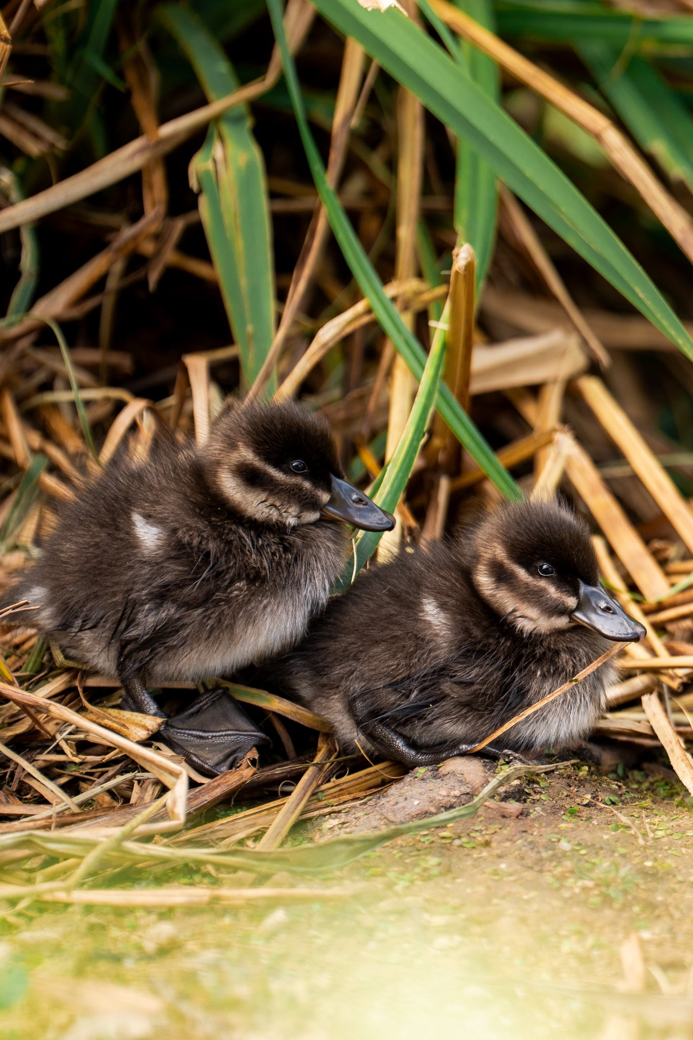 Fluffy Firsts: Endangered Maccoa Ducklings Hatch at Chester Zoo!