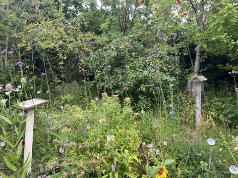 Big News: I’ve Joined the New Ferry Butterfly Park Committee! 🦋💚