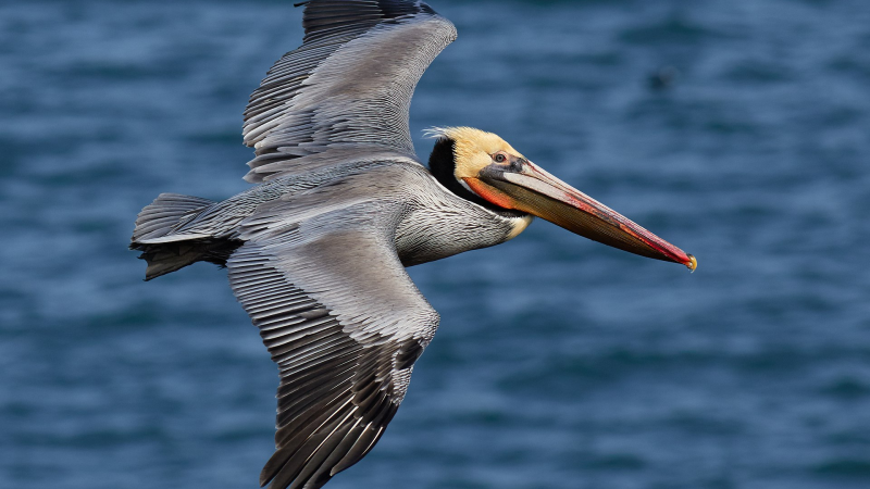 Seabird Encounters in Venice Beach: A Jet-Lagged Love Letter to the Coast