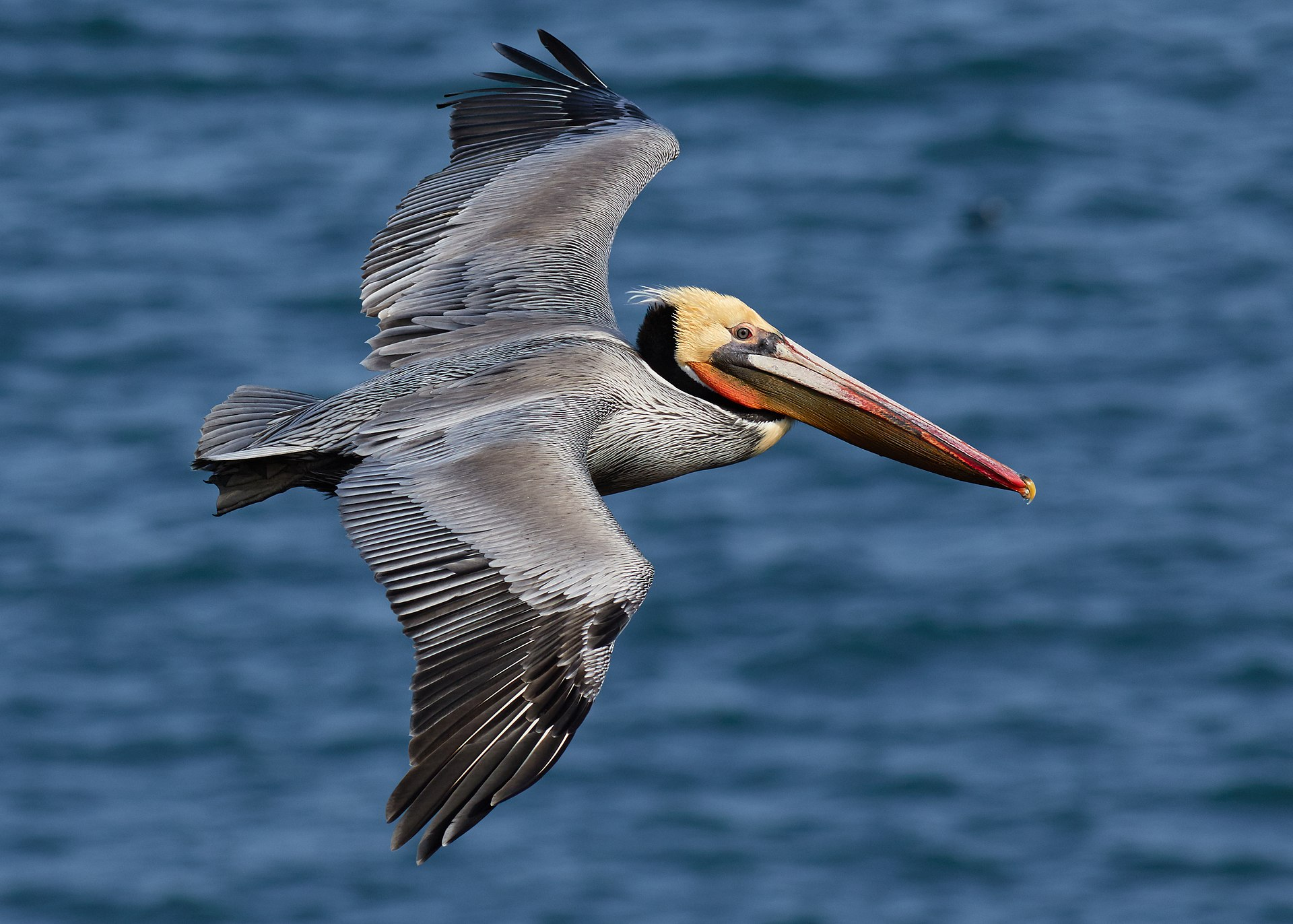 Seabird Encounters in Venice Beach: A Jet-Lagged Love Letter to the Coast
